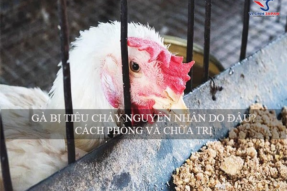 Gà chọi bị tiêu chảy nguyên nhân do đâu? Cách phòng và chữa trị.